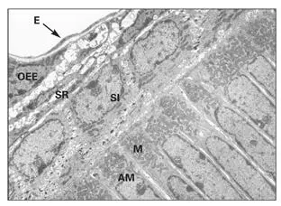 Fig 32Electron micrograph of the proximal end of secretory ameloblasts AM - фото 57