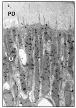 Fig 25aAt 10 minutes the label is at the cell periphery PD Predentin O - фото 36