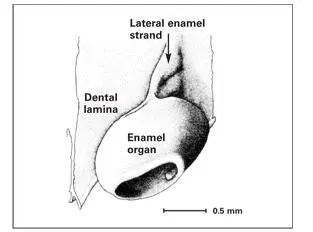Fig 17bBell stage Fig 18Role of basement membrane components at the - фото 12
