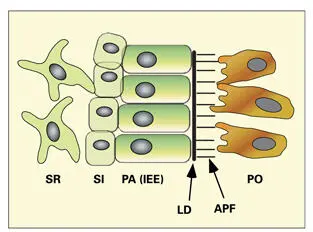 Fig 18Role of basement membrane components at the junction between the - фото 13