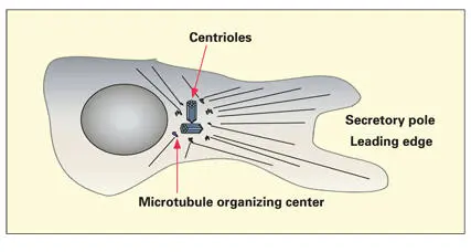 Fig 319Centrosome consisting of a pair of centrioles and associated - фото 77
