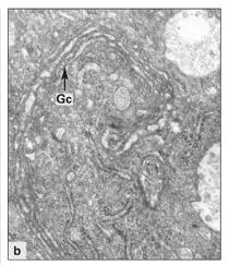 Fig 310bGolgi complex containing numerous Golgi cisternae Gc in a maturation - фото 67