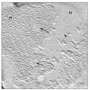 Fig 314Gap junction particles arrows are aggregated on the protoplasmic face - фото 72