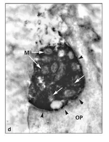 Fig 210dElectron immunocytochemistry The nerve terminals contain mitochondria - фото 48