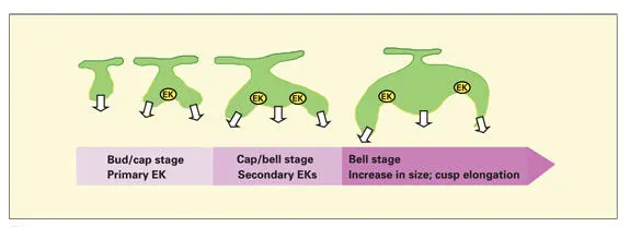 Fig 112Possible role of the enamel knot EK in cusp formation arrows - фото 17