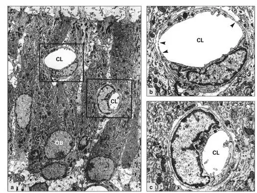 Figs 211a to 211cBlood supply to the pulp Adapted from Ohshima and Yoshida - фото 49