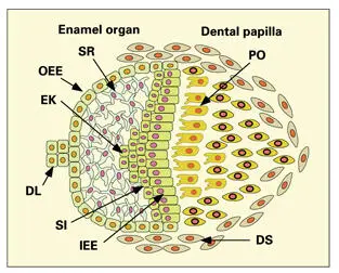 Fig 16Enamel organ and dental papilla The outer enamel epithelium OEE forms - фото 10