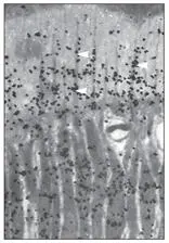 Fig 25cAt 30 minutes the grains are mostly over the odontoblastic process - фото 38