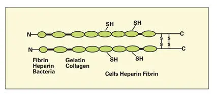 Fig 120The elongated fibronectin molecule is made up of two similar subunits - фото 26