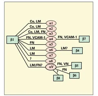 Fig 119Integrin molecules of the very late activation subfamily Heterodimers - фото 25