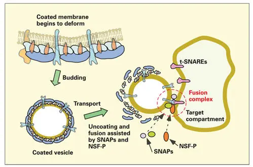 Fig 214Formation docking and fusion of the transport vesicle The - фото 52