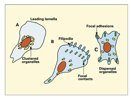 Fig 116Changes in shape and celltosubstrate contacts made by chick heart - фото 22