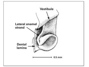 Fig 17aCap stage Fig 17bBell stage - фото 11