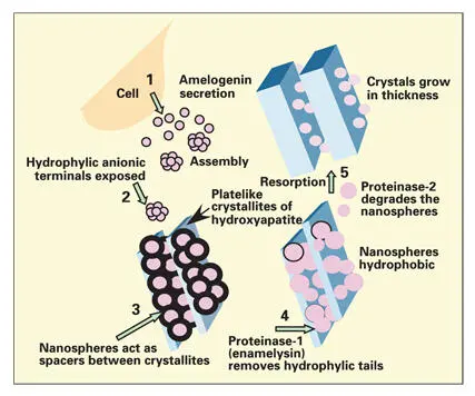 Fig 36Current concept of the role of amelogenins in the mineralization of - фото 61