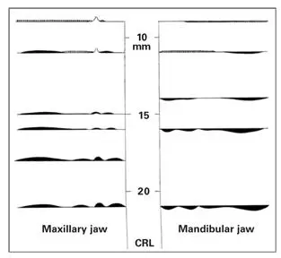 Fig 14Degree of oral epithelial thickening in various human embryos ranging - фото 8