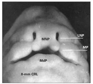Fig 13Facial region of a human embryo LNP Lateral nasal process MNP - фото 7