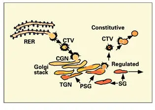 Fig 215Odontoblast secretory pathway Intermediate coated transport vesicles - фото 53