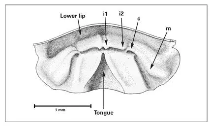 Fig 15Model of the reconstructed oral epithelium of the mandible in a 16mm - фото 9