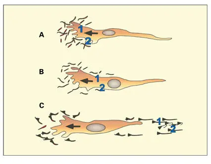 Fig 117Hypothesis proposed by Harris 1973 to explain how the forward - фото 23
