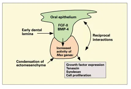 Fig 111Proposed model of molecular mechanisms in early tooth bud development - фото 16