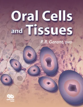 Philias R. Garant Oral Cells and Tissues обложка книги