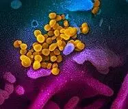 Koronavirus Vrasës i padukshëm - фото 48