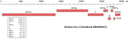 Organizimi gjenomik i izolimit WuhanHu1 mostra më e hershme e sekuencave të - фото 39