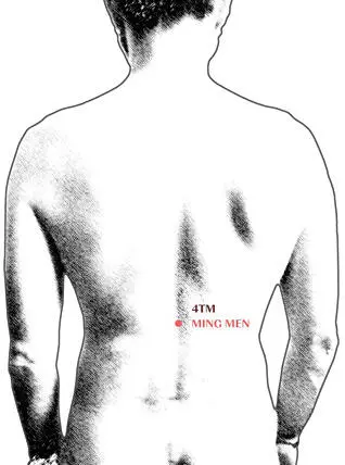 Se localiza entre la 2ª y 3ª vértebra lumbar por debajo de las últimas - фото 20
