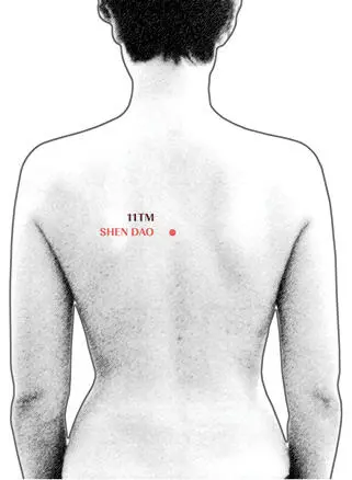 Se localiza entre la 5ª y 6ª vértebra dorsal Al mismo nivel que XIN SHU - фото 10