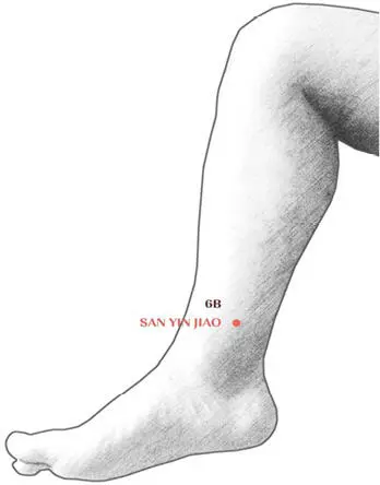 Se localiza a 3 cun por encima del maléolo interno cerca del borde posterior - фото 33