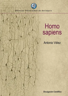 Antonio Vélez Homo sapiens обложка книги