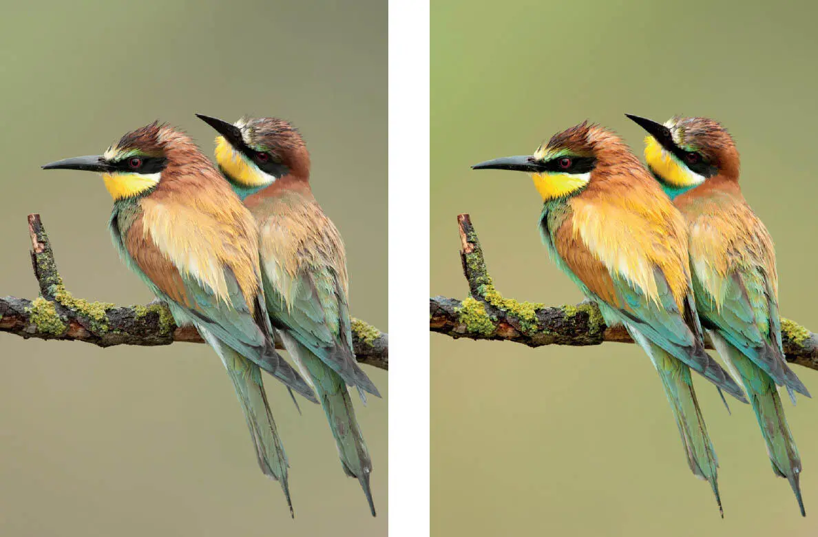 Una vez revelada derecha esta fotografía muestra los espléndidos colores de - фото 84