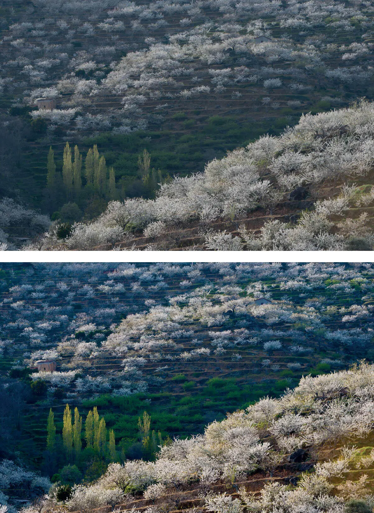 Cerezos en el Valle del Jerte La misma imagen en crudo y sin procesar - фото 83