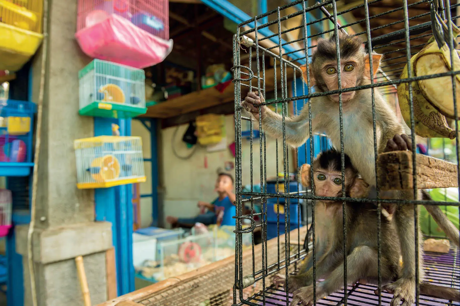 Primates enjaulados para su venta ilegal en un mercado de Indonesia - фото 86