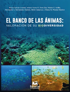 Rocío García-Urueñ El banco de las ánimas: valoración de su biodiversidad обложка книги