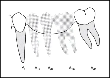 Fig 712The combined root surface area of the canine and second molar A c A - фото 181