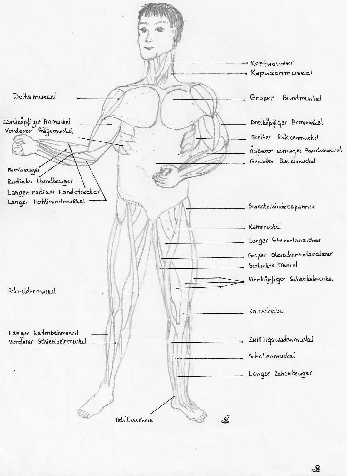 Muscle Index Back View Warmup exercises for the lower body - фото 101