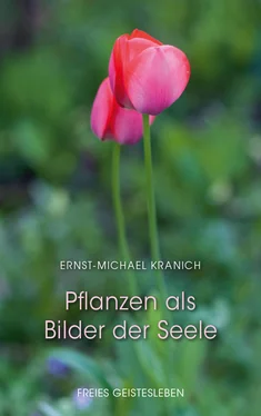 Ernst-Michael Kranich Pflanzen als Bilder der Seele обложка книги