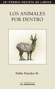 Pablo Paredes M Los animales por dentro обложка книги