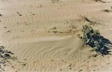 Foto 4 Duna embrionaria situada en la alta playa por acumulación y depósito - фото 22