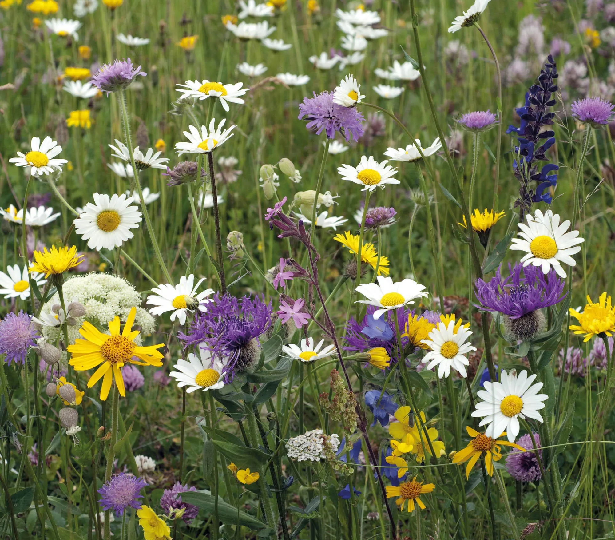 In einer natürlichen Blumenwiese blühen zwischen Gräsern mehrjährige - фото 72