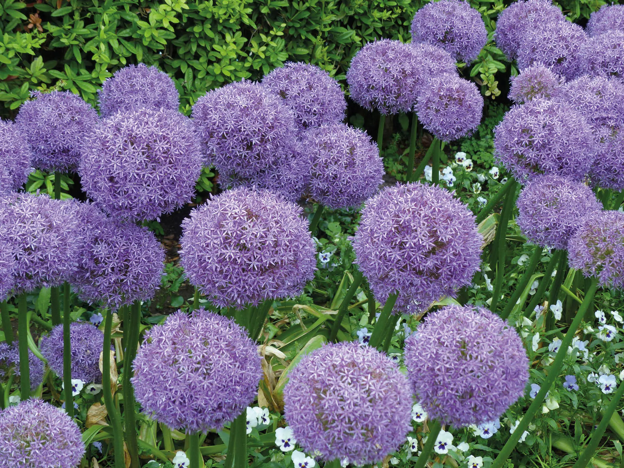 Allium giganteum Globemaster in voller Blüte Foto guentermanaus - фото 73