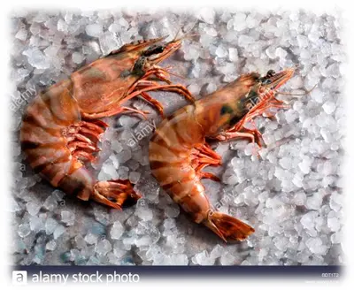 Gambas en hielo alamyes Con respecto a los mariscos es sus diversas - фото 19
