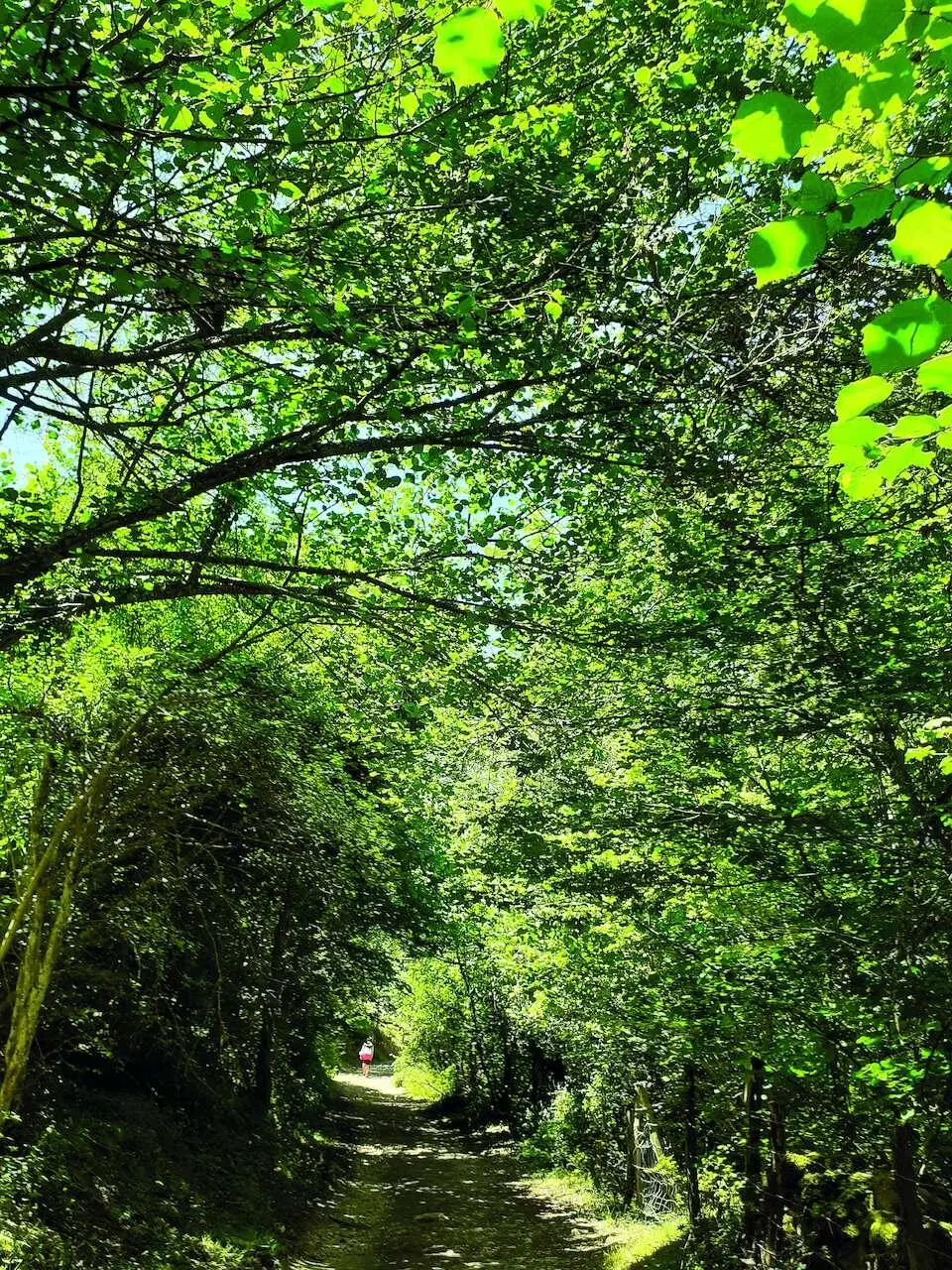 Túnel entre los árboles Noemí Hortigüela Nuestro recorrido comienza en - фото 38