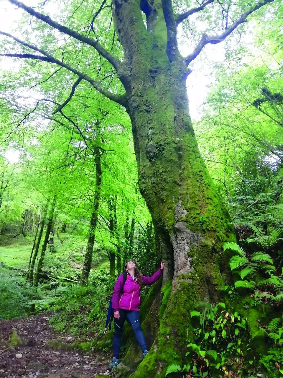 Hayedo de La Biescona RAQUEL DE LA INSUA Para este trayecto nos - фото 52