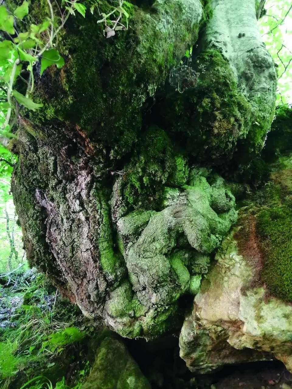 Formas inverosímiles en el bosque de Redes RAQUEL DE LA INSUA La ruta - фото 60