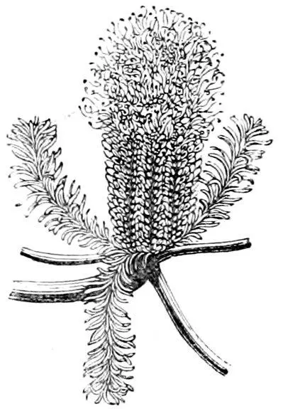 Banksia ericifolia END OF VOL I Volume 2 Table of Contents Table of - фото 69