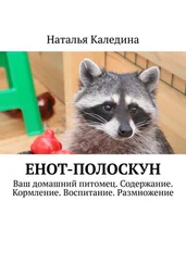 Наталья Каледина - Енот-полоскун. Ваш домашний питомец. Содержание. Кормление. Воспитание. Размножение