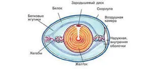 Мамакурица учила Цыпу добывать червячков а не питаться только зерном которое - фото 9