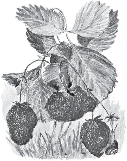 Бобры Из всех диких зверей которых мне доводилось видеть и наблюдать самые - фото 97